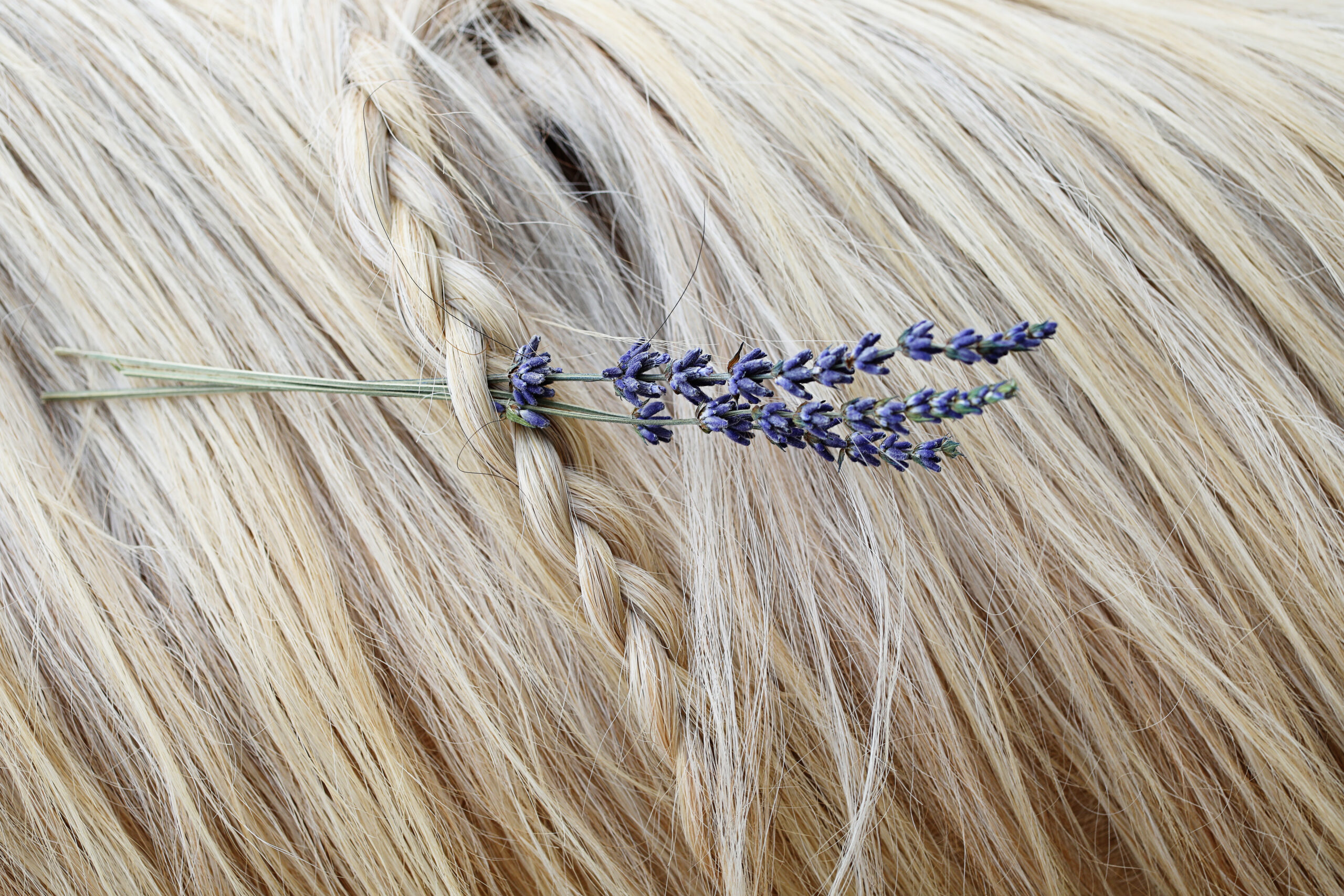 Horse hair braided with lavender