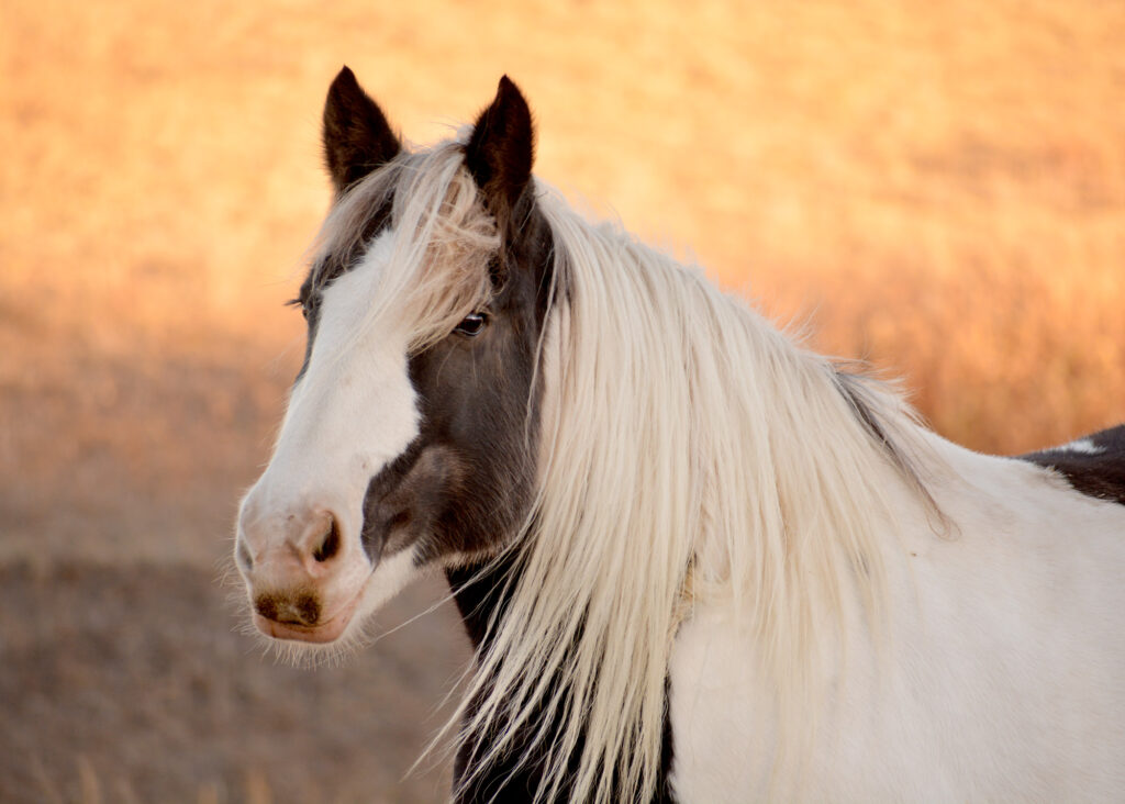 Close up of horse in sun lit field